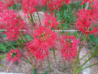 농업회사법인 진향님의 작성글 사진