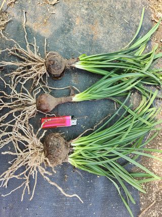 농업회사법인 진향님의 작성글 사진