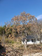 팜모닝 두릅·자연재해•동물피해 게시글 이미지