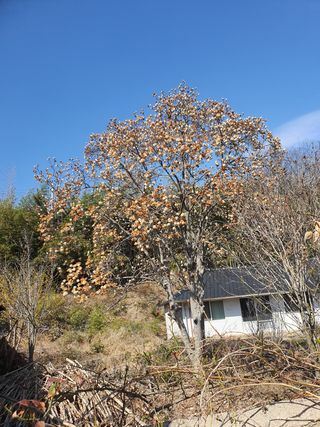 심수보 님의 두릅 · 자연재해•동물피해 작성글 사진