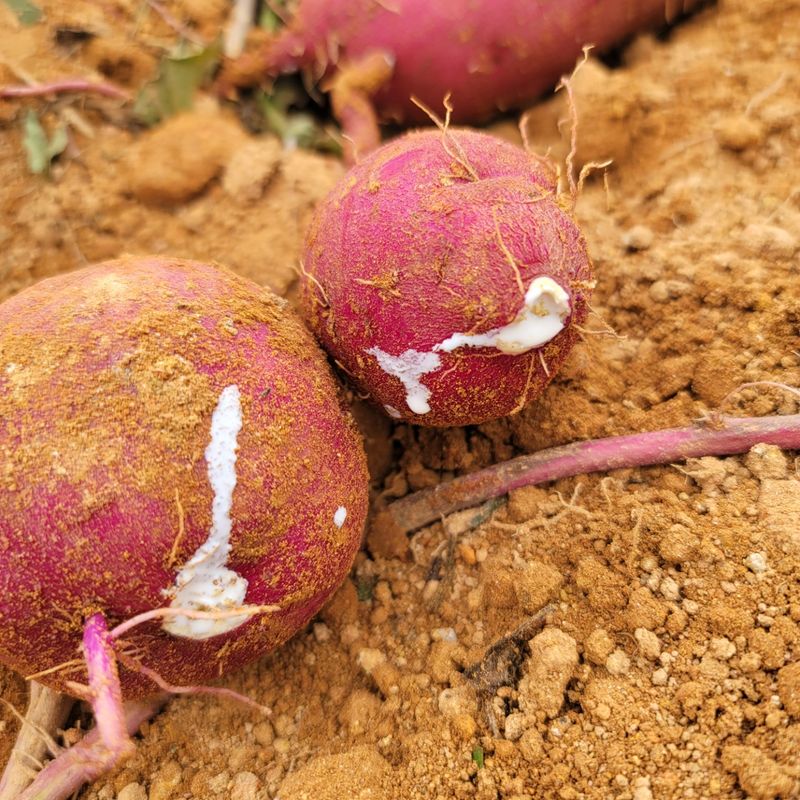 이호선님의 장터 판매 상품 [👩‍🌾무농약 "꿀"고구마 3KG / 5KG / 10KG [무료배송] 👨‍🌾 ] 첨부 사진