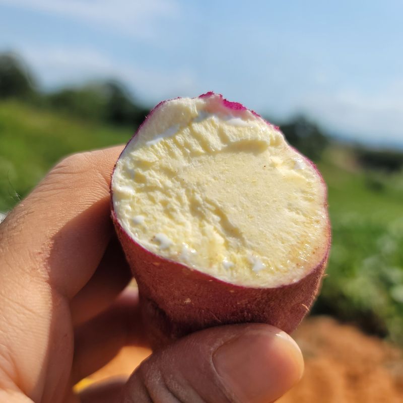 이호선님의 장터 판매 상품 [👩‍🌾무농약 "꿀"고구마 3KG / 5KG / 10KG [무료배송] 👨‍🌾 ] 첨부 사진