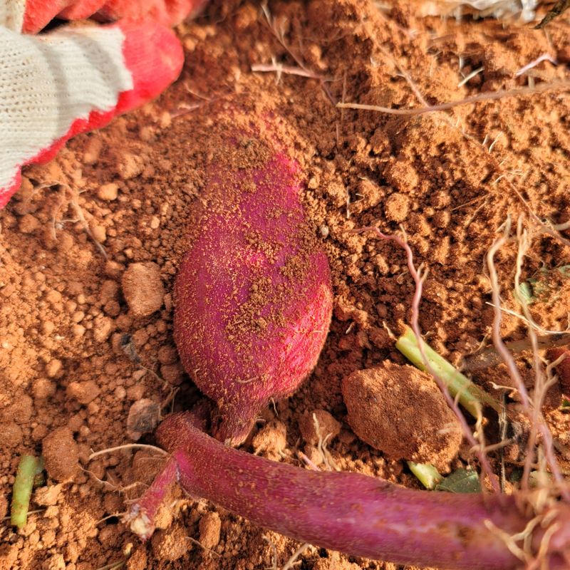 이호선님의 장터 판매 상품 [👩‍🌾무농약 "꿀"고구마 3KG / 5KG / 10KG [무료배송] 👨‍🌾 ] 첨부 사진