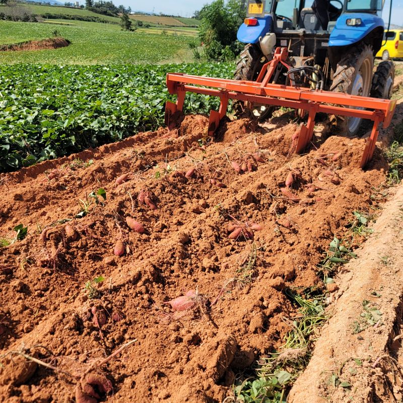 이호선님의 장터 판매 상품 [👩‍🌾무농약 "꿀"고구마 3KG / 5KG / 10KG [무료배송] 👨‍🌾 ] 첨부 사진