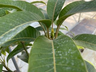 그린애농장님의 기타작물 · 자유게시판 작성글 사진