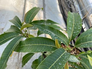 그린애농장님의 기타작물 · 자유게시판 작성글 사진