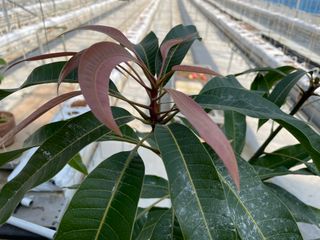 그린애농장님의 기타작물 · 자유게시판 작성글 사진