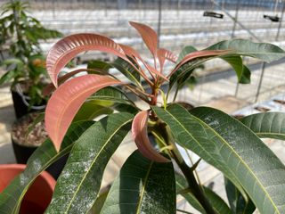 그린애농장님의 기타작물 · 자유게시판 작성글 사진