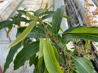 그린애농장님의 기타작물 · 자유게시판 작성글 사진