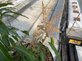 그린애농장님의 기타작물 · 자유게시판 작성글 사진