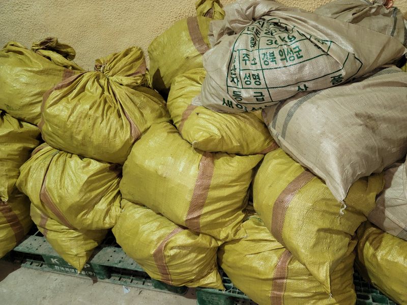 황금사과  이재철님의 장터 판매 상품 [작약 3년생 실생묘  3만~4만포기] 첨부 사진