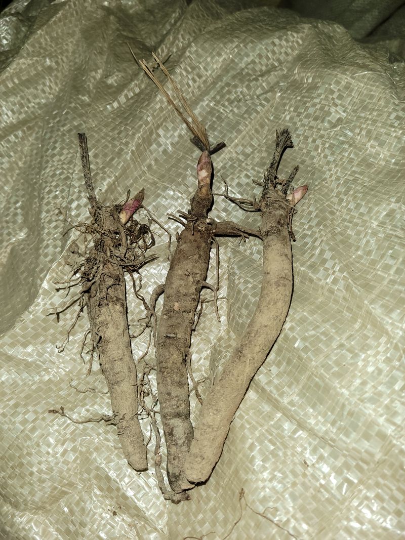 장터 상품 [작약 3년생 실생묘  3만~4만포기] 썸네일