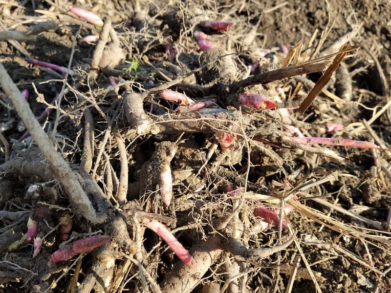 황금사과  이재철님의 장터 판매 상품 [작약 3년생 실생묘  3만~4만포기] 첨부 사진