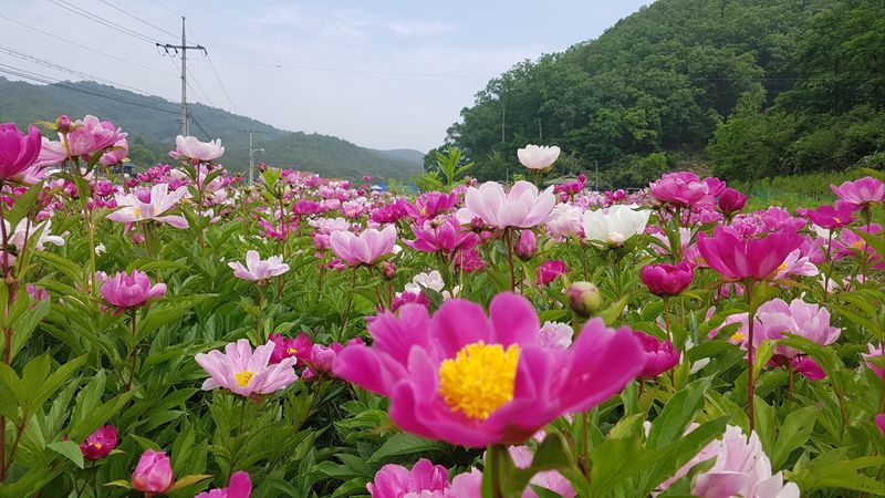황금사과  이재철님의 장터 판매 상품 [작약 3년생 실생묘  3만~4만포기] 첨부 사진