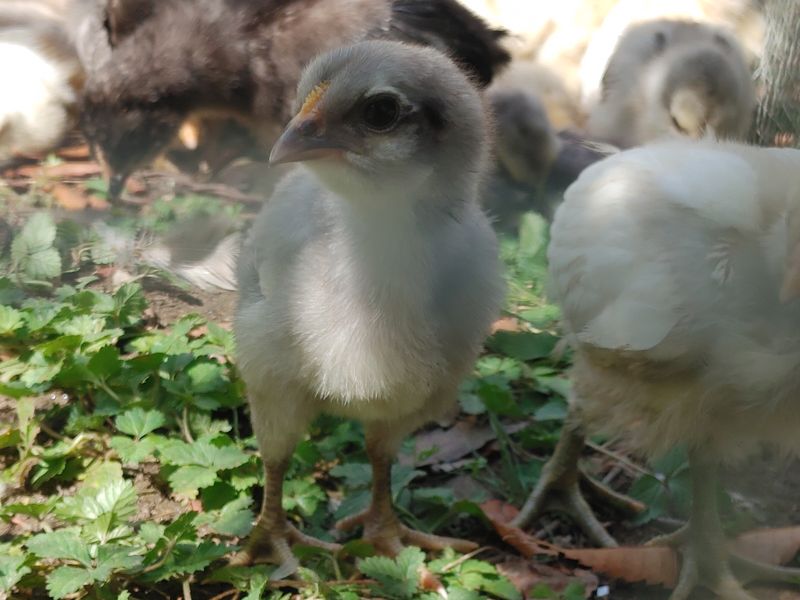 시금치15102님의 장터 판매 상품 [청계. 청란 방사 유정란] 첨부 사진
