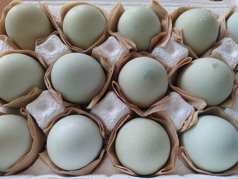 시금치15102님의 장터 판매 상품 [청계. 청란 방사 유정란] 첨부 사진