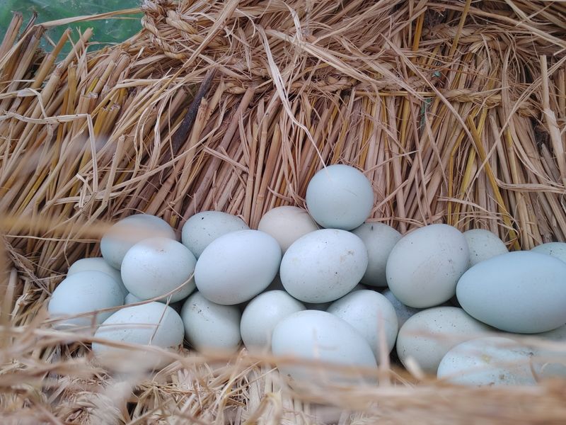 시금치15102님의 장터 판매 상품 [청계. 청란 방사 유정란] 첨부 사진