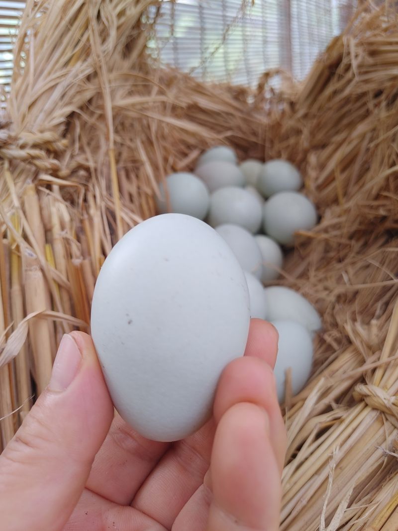 시금치15102님의 장터 판매 상품 [청계. 청란 방사 유정란] 첨부 사진