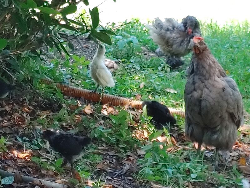 시금치15102님의 장터 판매 상품 [청계. 청란 방사 유정란] 첨부 사진