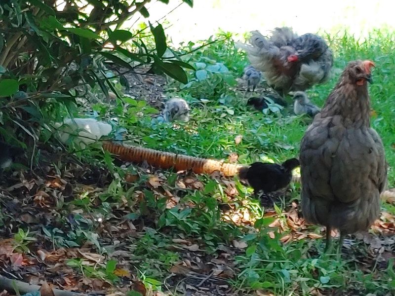 시금치15102님의 장터 판매 상품 [청계. 청란 방사 유정란] 첨부 사진