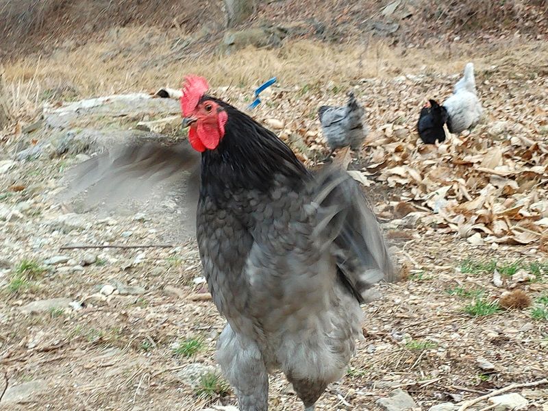 시금치15102님의 장터 판매 상품 [청계. 청란 방사 유정란] 첨부 사진