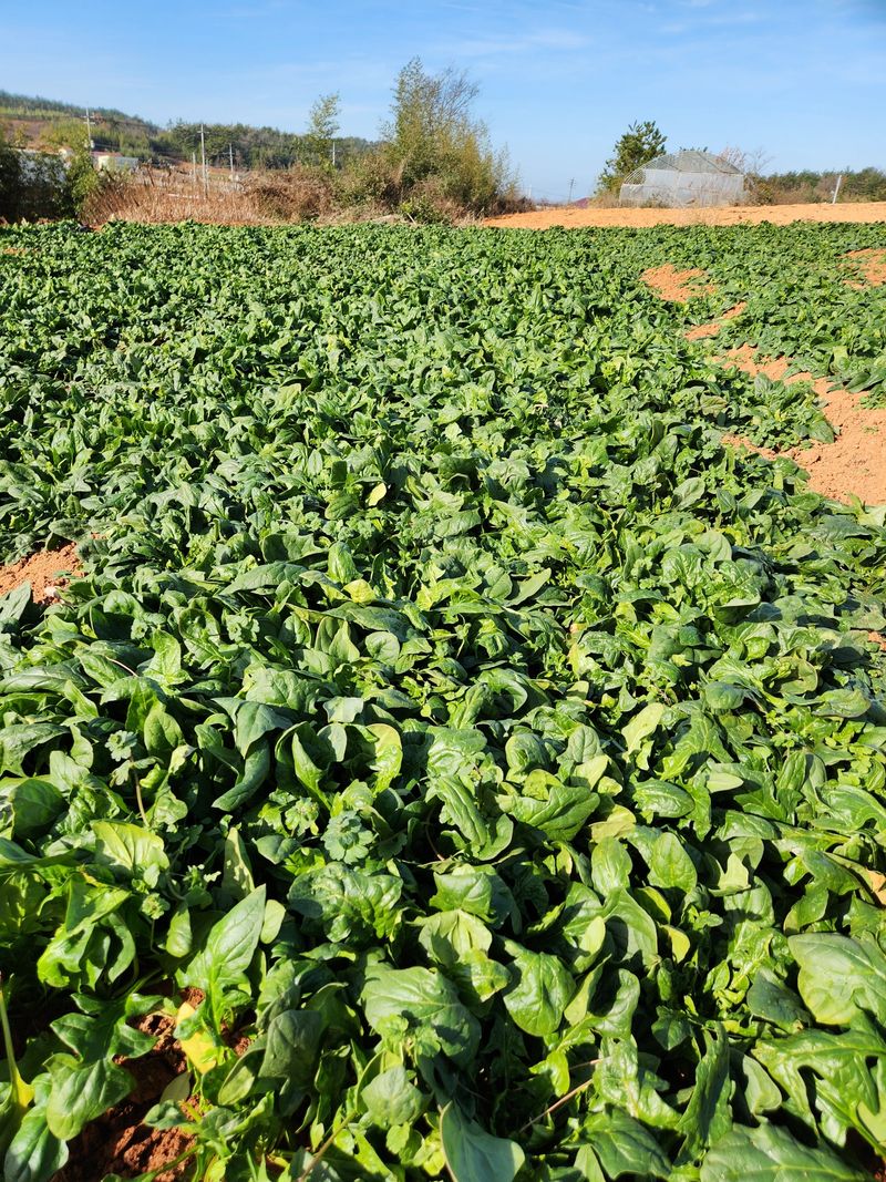 장터 상품 [마감ㅡㅡ완전달달노지시금치 5키로] 썸네일