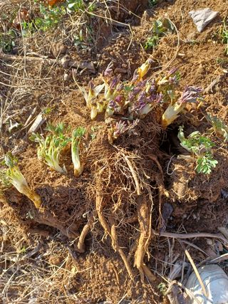 알 수 없음님의 두릅 · 삽목•정식 작성글 사진