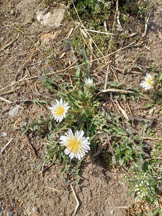 알 수 없음님의 두릅 · 삽목•정식 작성글 사진