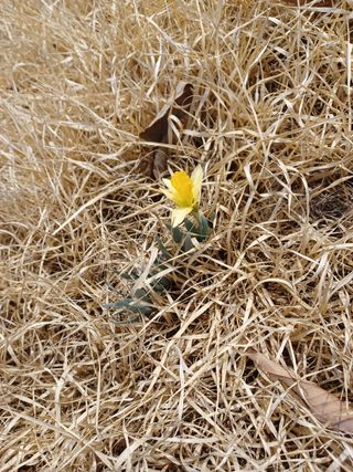 알 수 없음님의 두릅 · 삽목•정식 작성글 사진