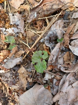 알 수 없음님의 두릅 · 삽목•정식 작성글 사진
