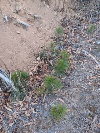 알 수 없음님의 두릅 · 삽목•정식 작성글 사진