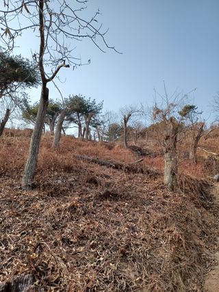 알 수 없음님의 두릅 · 삽목•정식 작성글 사진