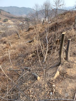 알 수 없음님의 두릅 · 삽목•정식 작성글 사진