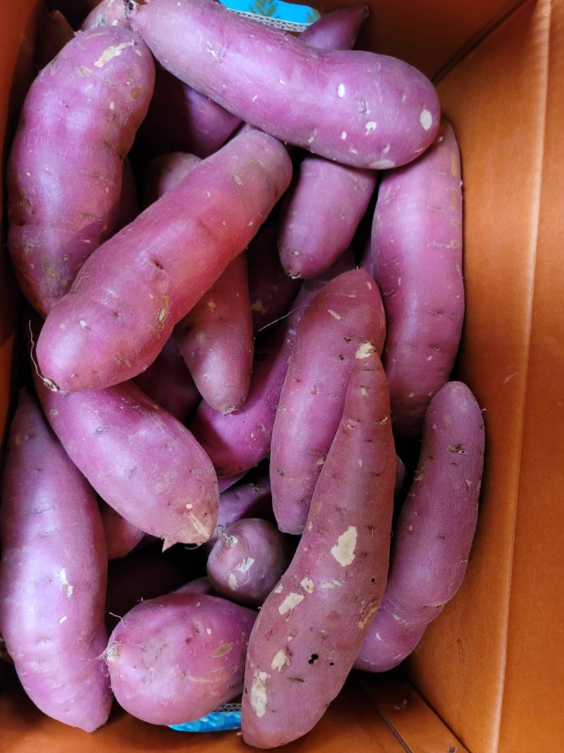 장터 상품 [고구마10kg] 썸네일