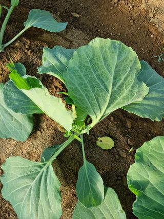 동주시농뭔님의 양배추 · 자유게시판 작성글 사진