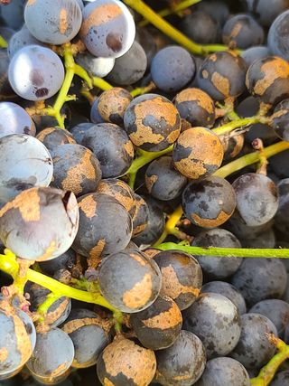 포도(우혜만)님의 포도 · 병해충상담 작성글 사진