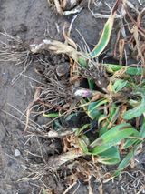 팜모닝 마늘·병해충상담 게시글 이미지