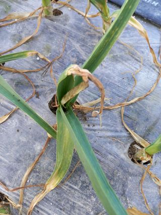 정도석 님의 마늘 · 병해충상담 작성글 사진