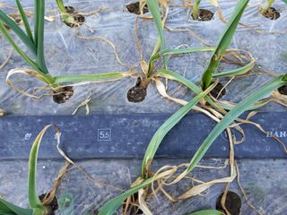 정도석 님의 마늘 · 병해충상담 작성글 사진