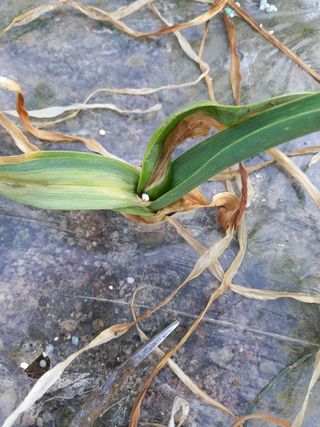 정도석 님의 마늘 · 병해충상담 작성글 사진