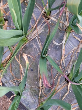 정도석 님의 마늘 · 병해충상담 작성글 사진