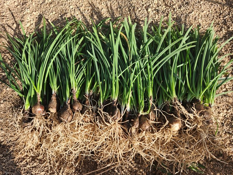 농업회사법인 진향님의 장터 판매 상품 [꽃무릇 (상사화)100뿌리] 첨부 사진