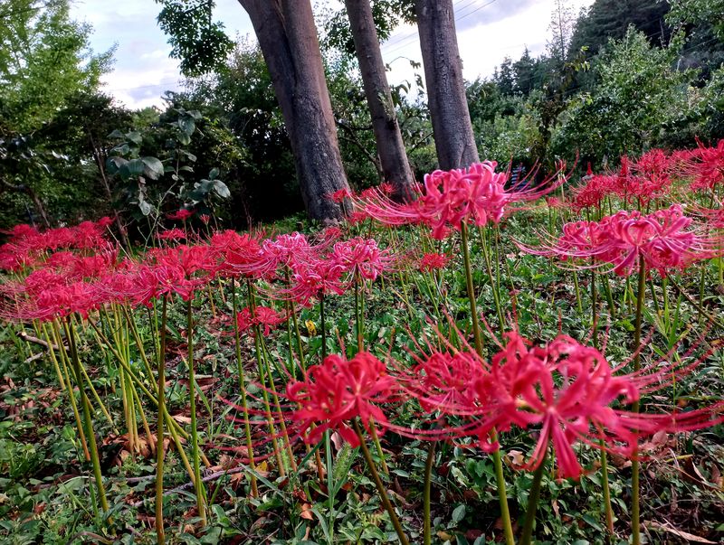 농업회사법인 진향님의 장터 판매 상품 [꽃무릇 (상사화)100뿌리] 첨부 사진