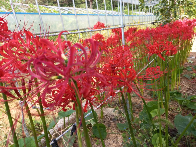 장터 상품 [꽃무릇 (상사화)100뿌리] 썸네일