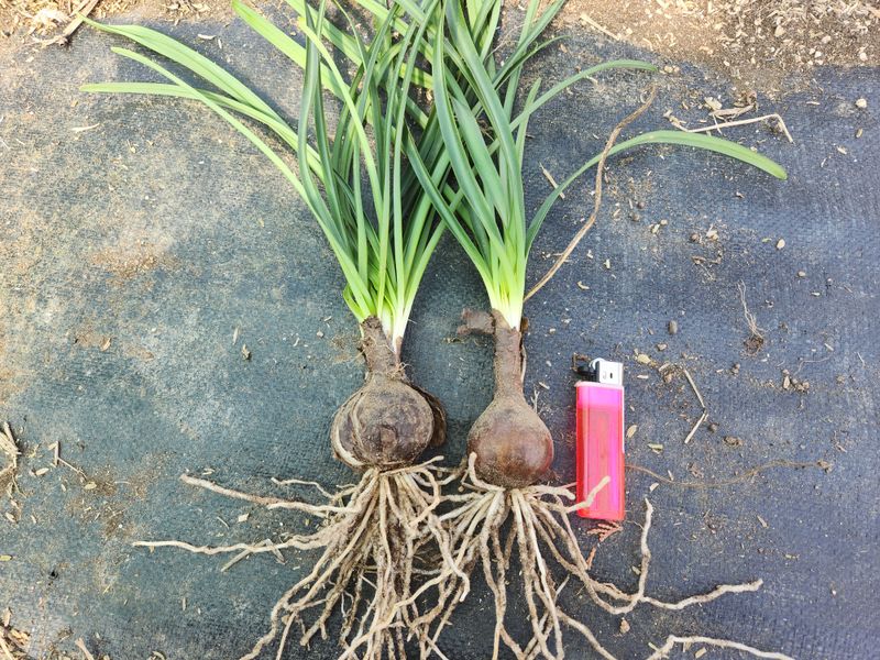 농업회사법인 진향님의 장터 판매 상품 [꽃무릇 (상사화)100뿌리] 첨부 사진