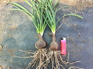 농업회사법인 진향님의 작성글 사진