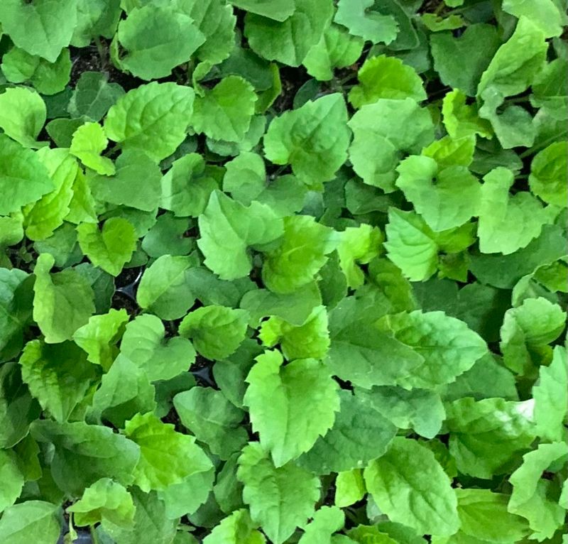 이기자원예종묘님의 장터 판매 상품 [부지깽이 모종 100개/50개/10개] 첨부 사진