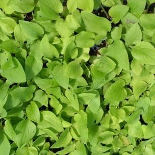 이기자원예종묘님의 장터 판매 상품 [곤드레 모종 100개/50개/10개] 첨부 사진