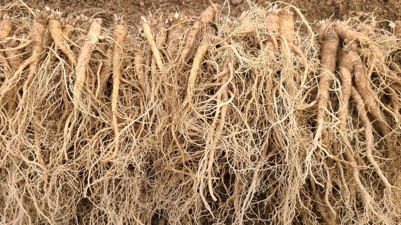 조병대님의 장터 판매 상품 [잔대종근 및 더덕종근용 판매완료 ] 첨부 사진