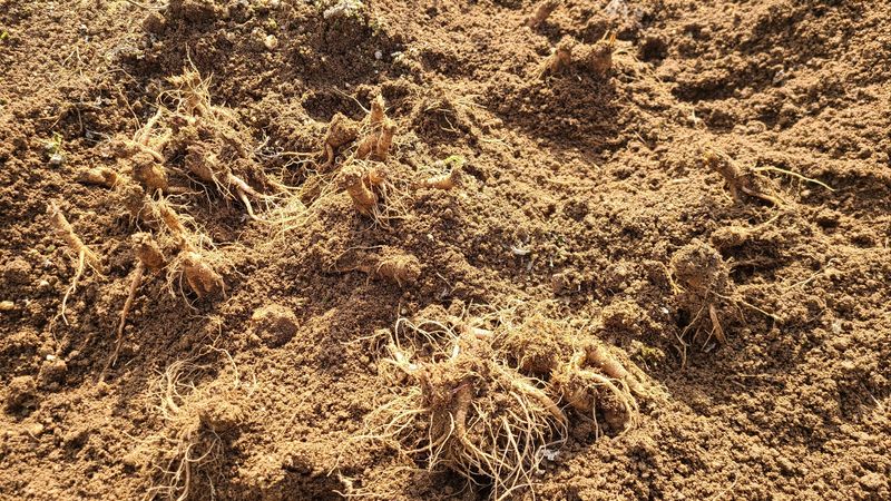 장터 상품 [잔대종근 및 더덕종근용 판매완료 ] 썸네일